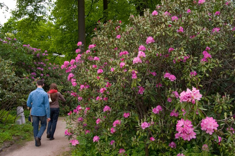 LU Botāniskajā dārzā zied rododendri un ne tikai. null