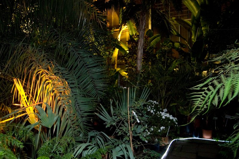 Latvijas Universitātes Botāniskā dārza Palmu mājas 80 gadu jubilejas svinības. Jaunā palmu mājas apgaismojuma atklāšana. null