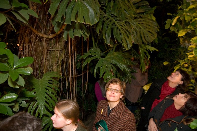Latvijas Universitātes Botāniskā dārza Palmu mājas 80 gadu jubilejas svinības. Jaunā palmu mājas apgaismojuma atklāšana. null