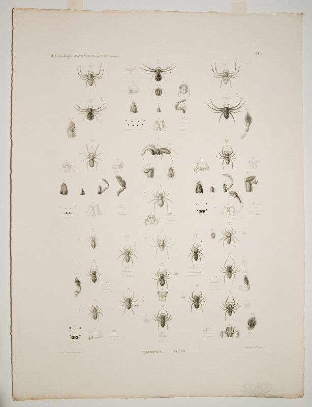 Oriģinālgravīras 'Description de l’Egypte' pēc restaurācijas. Arachnides : Thomises ;  Attes. Zirnekļveidīgie.