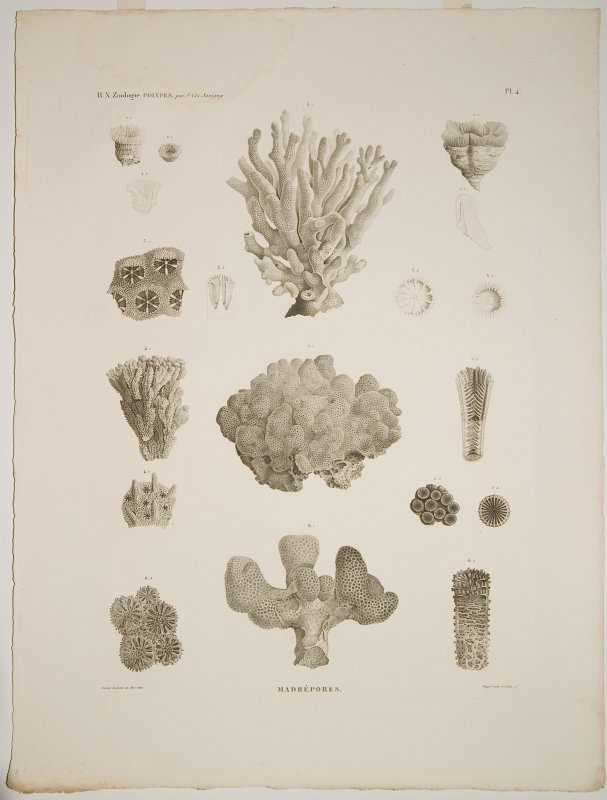 Oriģinālgravīras 'Description de l’Egypte' pēc restaurācijas. Polypes : Madrépores.  Polips : Porains korallis.