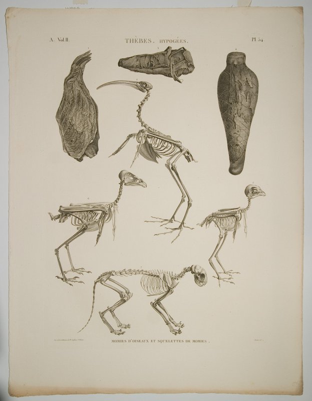 Oriģinālgravīras 'Description de l’Egypte' pēc restaurācijas. Thèbes : Hypogées : momies d’oiseaux et squelettes de momies.  Tēbas : Ipožeja : putnu mūmijas un skeleti.