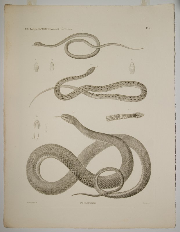 Oriģinālgravīras 'Description de l’Egypte' pēc restaurācijas. i>Reptiles : (supplément) : Couleuvres.   Rāpuļi (papildinājums) : čūska.