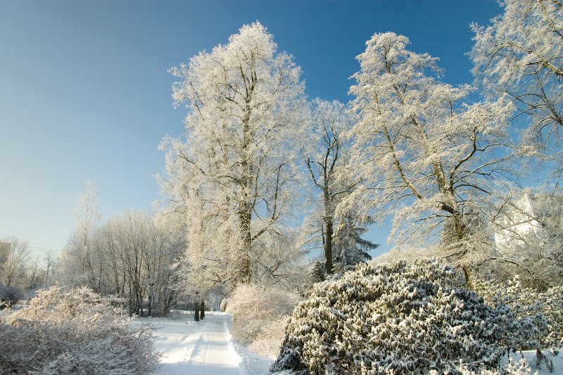 Latvijas Universitātes Botāniskais dārzs ziemā. null
