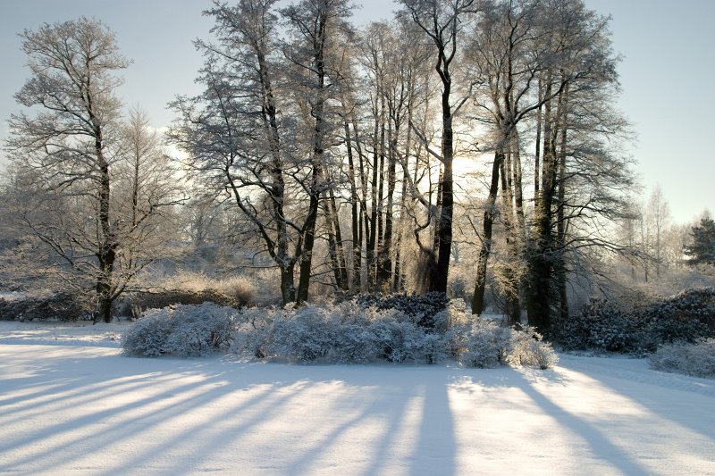 Latvijas Universitātes Botāniskais dārzs ziemā. null