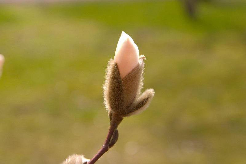 Lielā Talka Latvijas Universitātes Botāniskajā dārzā. Magnolijas pumpurs.