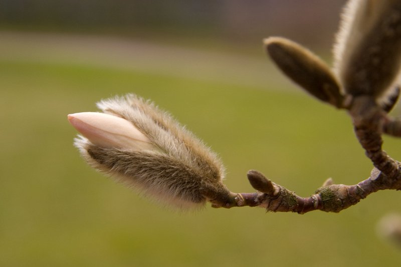 Lielā Talka Latvijas Universitātes Botāniskajā dārzā. Magnolijas pumpurs.