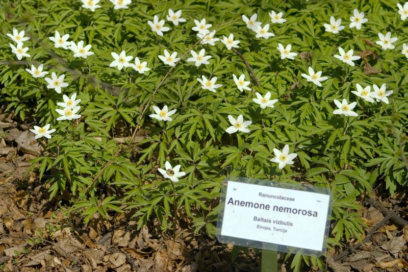 Pavasara svētki LU Botāniskajā dārzā. Baltais vizbulis (Ranunculaceae. Anemone nemorosa).