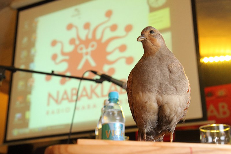 Kluba NABAKLAB organizētā lektorija “Uzskaņot prātu” 2. lekcija 'Putnu dziesmas un dziesmas par putniem'. null