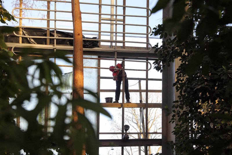 Latvijas Universitātes Botāniskā dārza palmu mājas atjaunošanas darbi. null