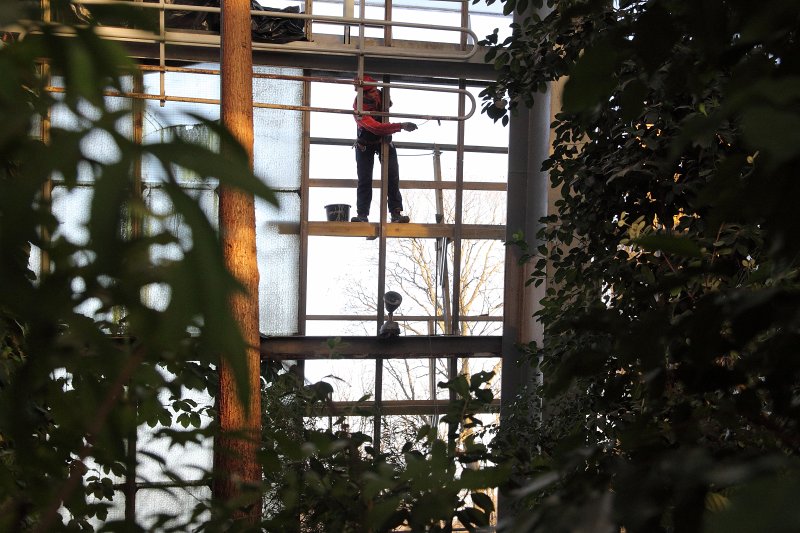 Latvijas Universitātes Botāniskā dārza palmu mājas atjaunošanas darbi. null