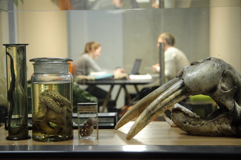 Studenti un Latvijas Universitātes Zooloģijas muzeja eksponāti
LU Dabaszinātņu akadēmiskajā centrā. null