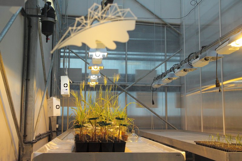 Apstākļu testēšanas eksperiments graudaugu kultūru audzēšanai Latvijas Universitātes Dabaszinātņu akadēmiskā centra zinātniskajā siltumnīcā. null
