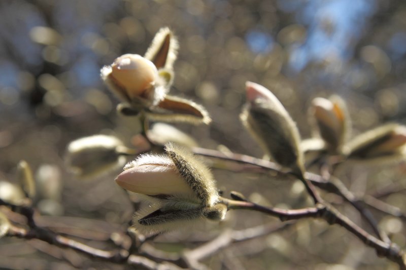 Magnolijas (Magnolia loebneri) ziedpumpuri Latvijas Universitātes Botāniskajā dārzā. null