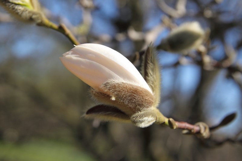 Magnolijas (Magnolia loebneri) ziedpumpuri Latvijas Universitātes Botāniskajā dārzā. null