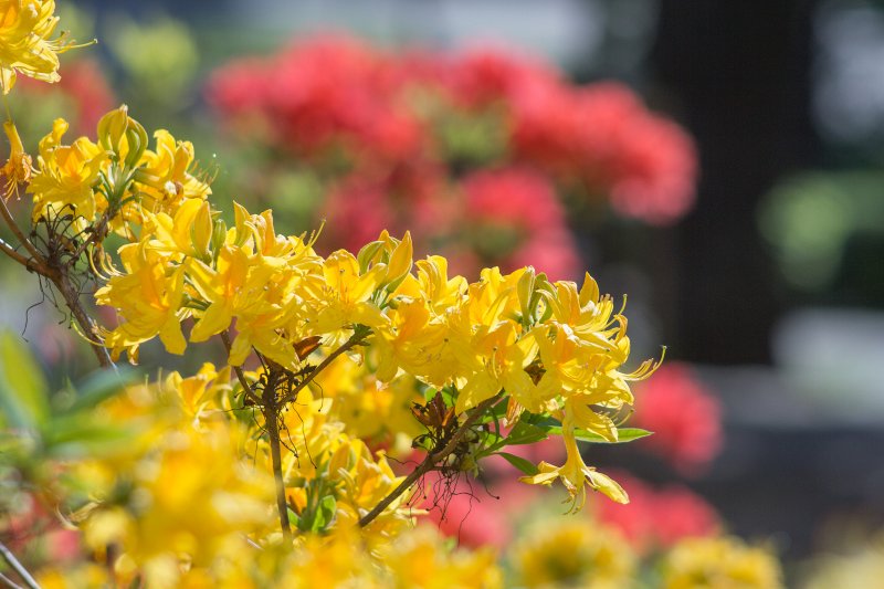 Rododendrs pie Latvijas Universitātes galvenās ēkas. null