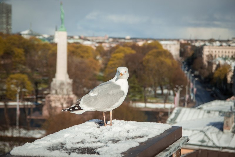 Uz Latvijas Universitātes galvenās ēkas jumta. null