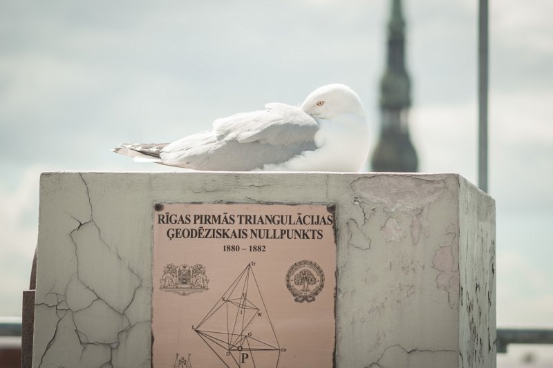 Rīgas pirmās triangulācijas ģeodēziskais nullpunkts uz Latvijas Universitātes galvenās ēkas jumta. null