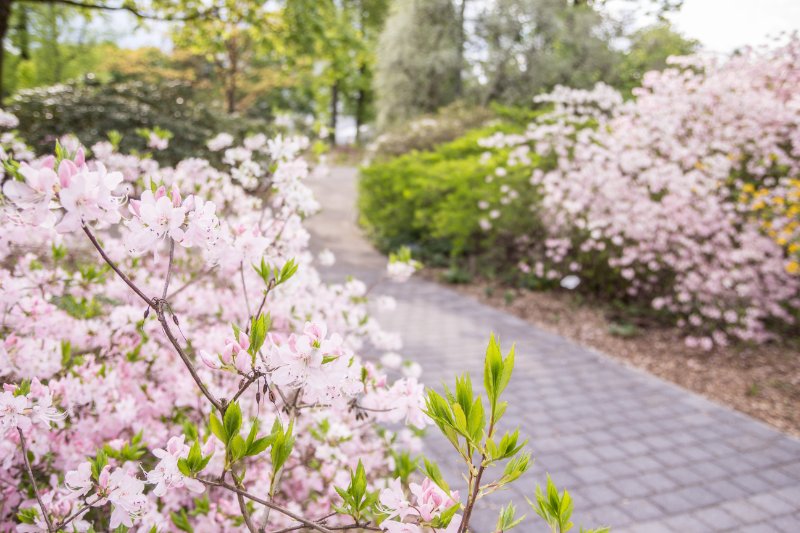 Latvijas Universitātes Botāniskais dārzs. null