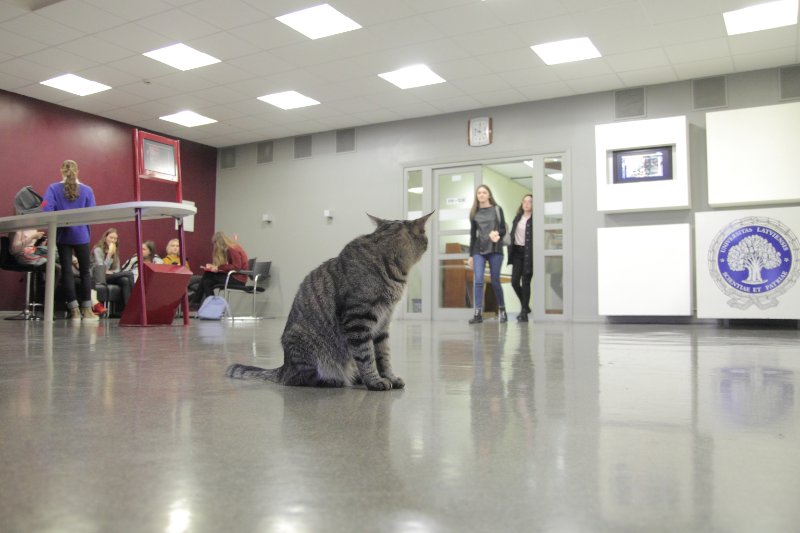 Latvijas Universitātes Humanitāro zinātņu fakultāte. Kaķis Rainis.