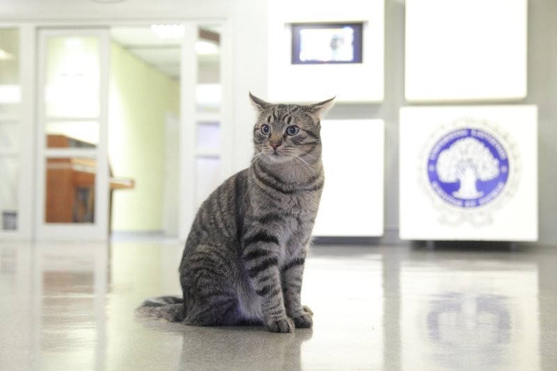 Latvijas Universitātes Humanitāro zinātņu fakultāte. Kaķis Rainis.