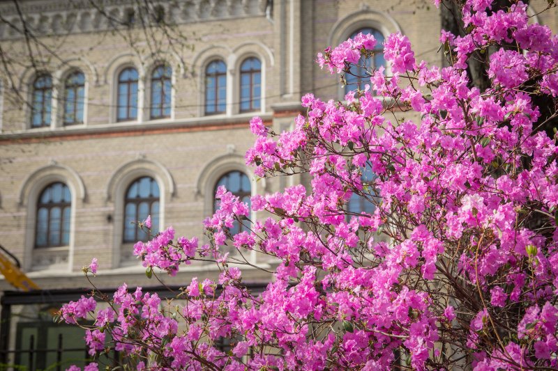 Ziedošs rododendrs Vērmanes dārzā iepretim Latvijas Universitātes galvenajai ēkai. null