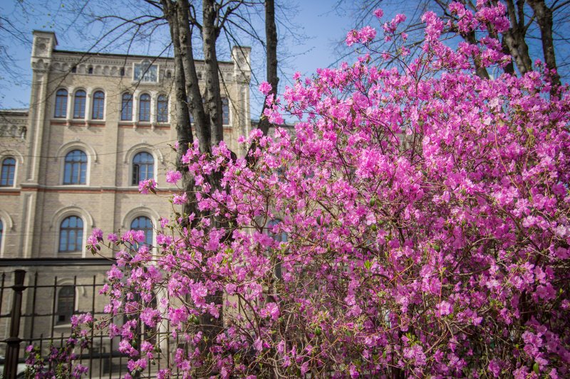 Ziedošs rododendrs Vērmanes dārzā iepretim Latvijas Universitātes galvenajai ēkai. null