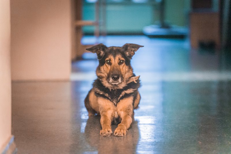 Latvijas Universitātes Sociālo zinātņu fakultātes suns Rondo. null