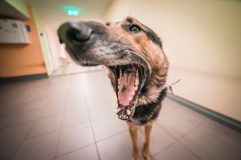 Latvijas Universitātes Sociālo zinātņu fakultātes suns Rondo. null