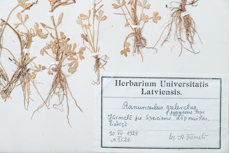 Herbārijs no Latvijas Universitātes muzeja krājumiem. null