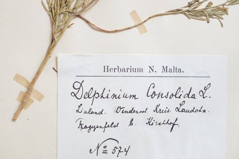 Herbārijs no Latvijas Universitātes muzeja krājumiem. null