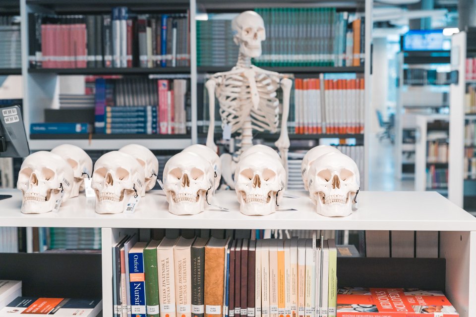 Cilvēka skeleta un galvaskausa modeļi Latvijas Universitātes Zinātņu mājas bibliotēkā. null