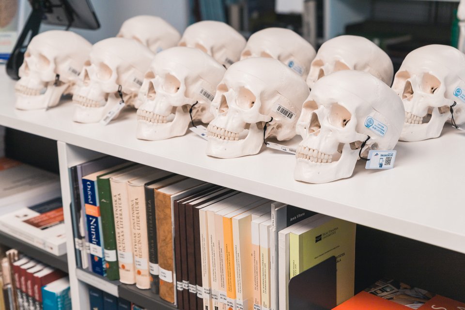 Cilvēka skeleta un galvaskausa modeļi Latvijas Universitātes Zinātņu mājas bibliotēkā. null